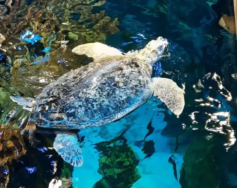 New England Aquarium Trip