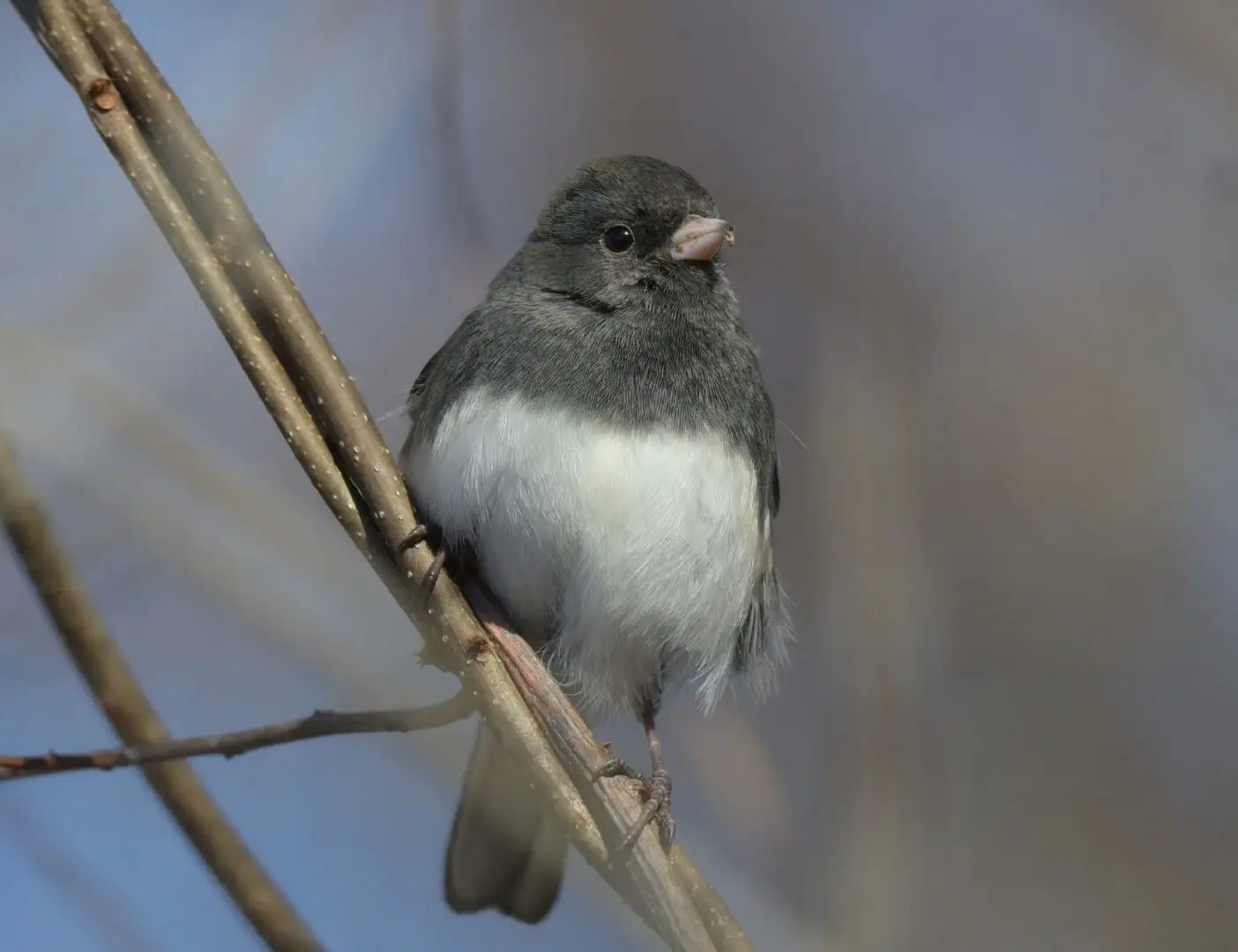 The Effect of Late Winter on Birds